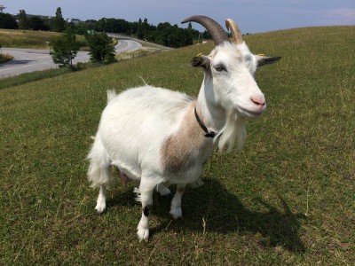 GETRUD (Göingeget)