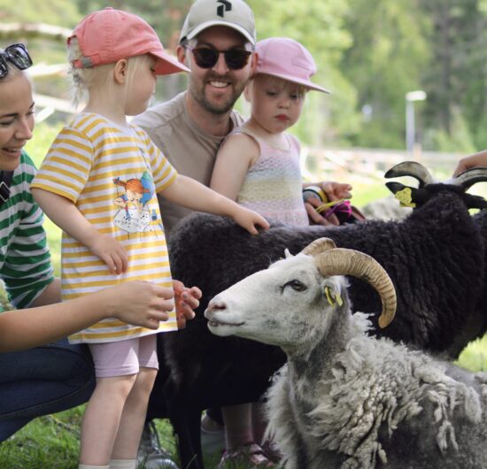Familj och får