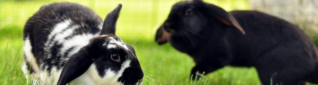 Kaniner Kaniner