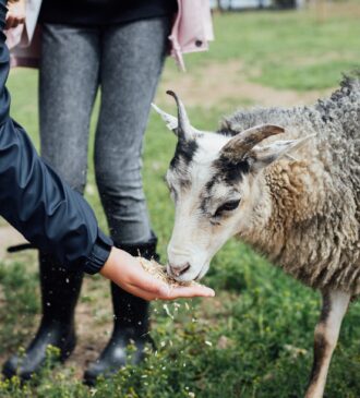 Matar får Matar får