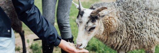 Matar får Matar får