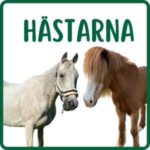 Hästar Björkö 4H