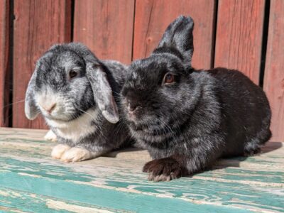 Polly och Nicci Polly och Nicci