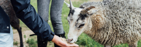 Läger_Stättared_Halland_Alma_Bengtsson_MG_6439_web