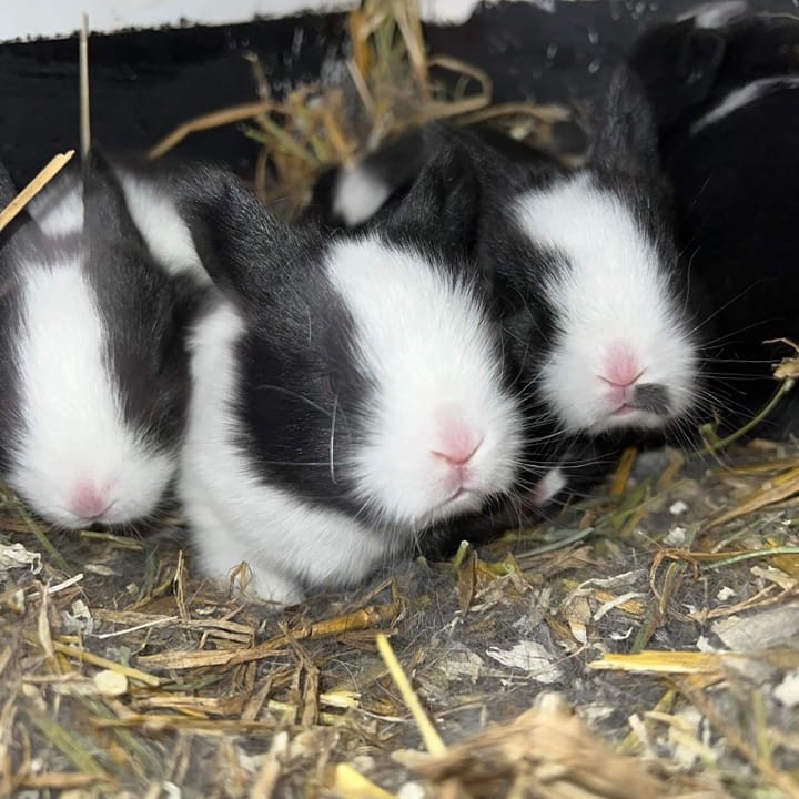 3 av våra kaninbebisar som kom under våren 2022