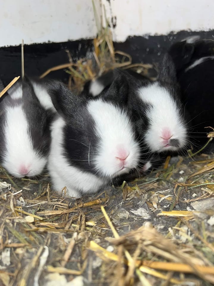 3 av våra kaninbebisar som kom under våren 2022