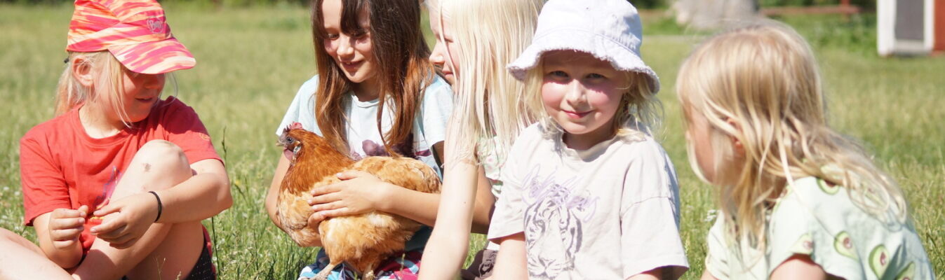 höna barn höna barn