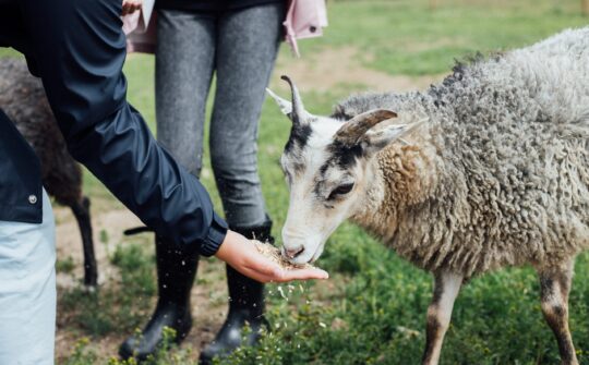 Läger_Stättared_Halland_Alma_Bengtsson_MG_6439_web