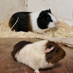 apelsin & cola