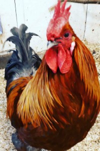 28576337_1861736100551834_4412063001694383397_n