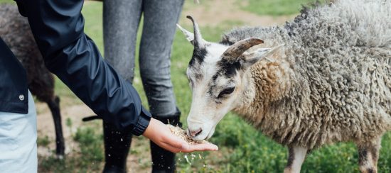 Läger_Stättared_Halland_Alma_Bengtsson_MG_6439_web Läger_Stättared_Halland_Alma_Bengtsson_MG_6439_web