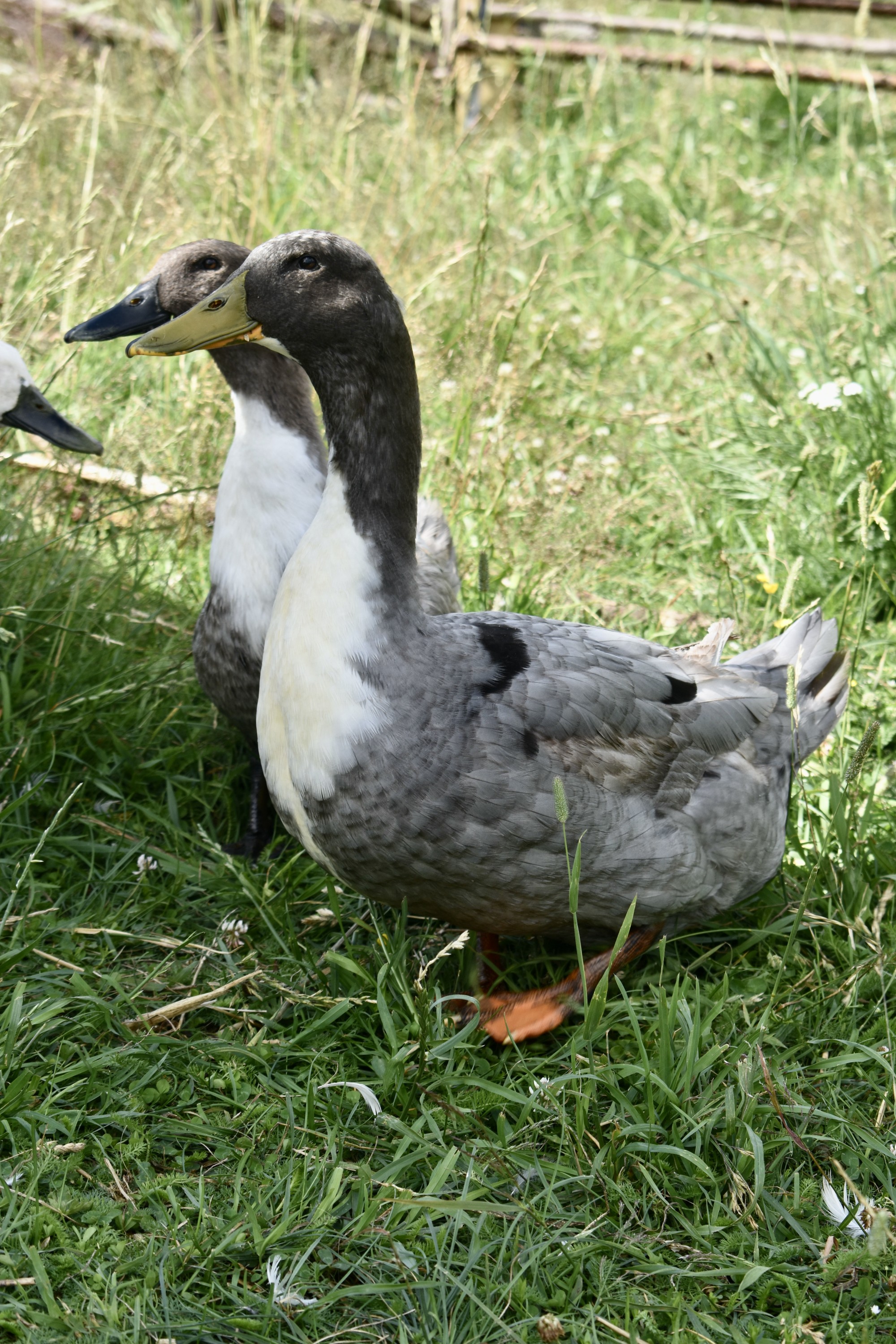 35B71576-9C46-4694-A771-C2AE6C3D5B27_1_201_a 35B71576-9C46-4694-A771-C2AE6C3D5B27_1_201_a