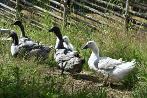 CB16C86A-0A90-4C8D-B463-726A5ADB0939_1_201_a CB16C86A-0A90-4C8D-B463-726A5ADB0939_1_201_a